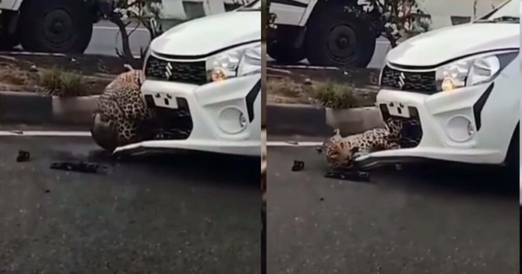 The leopard clung to the Maruti celery