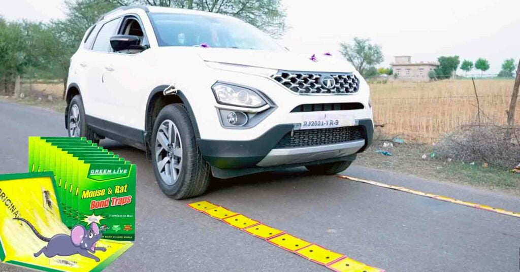 Tata safari against mouse traps